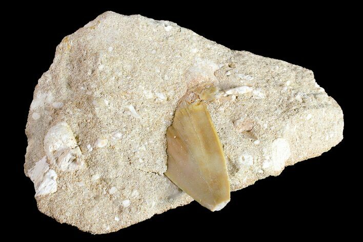 Otodus Shark Tooth Fossil in Rock - Eocene #161118